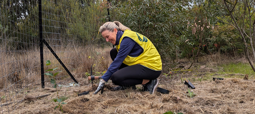 Staff member planting a tree