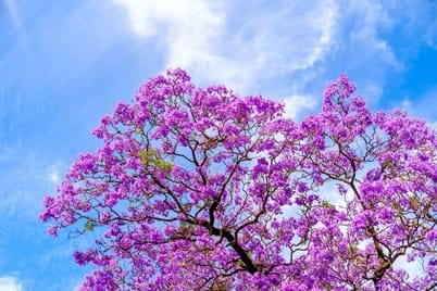 jacaranda tree when looking up to the sky