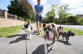 young man walking dogs to earn money