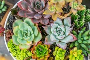 a big pot with many different succulents