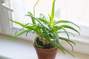 an aloe succulent growing inside
