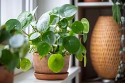 a pilea plant in a pot