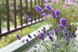 lavender growing in pot on a balcony
