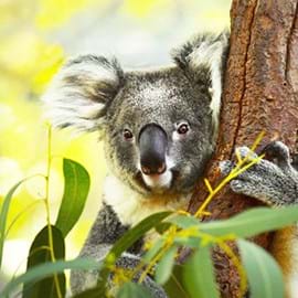Image of Koala in habitat