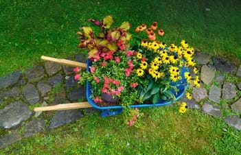 reusing old wheelbarrow as a planter box