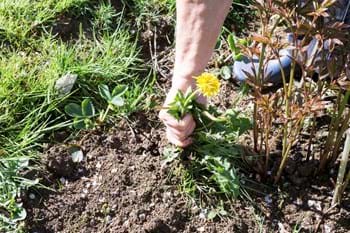 man pulling weed from the roots