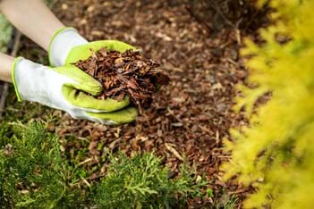 mulch from tree removal